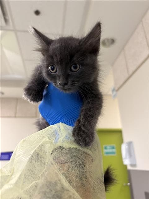 Starlight - Domestic Short Hair