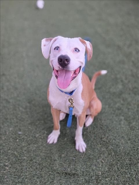 Picasso - Pit Bull Terrier