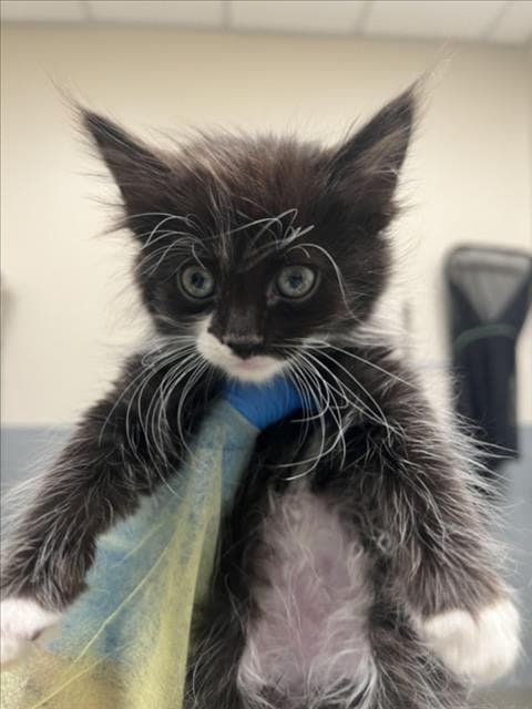 Teddy Bear - Domestic Medium Hair