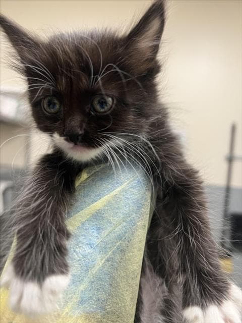 Devina - Domestic Medium Hair