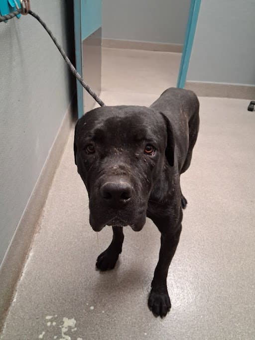 Corey - Cane Corso Mastiff