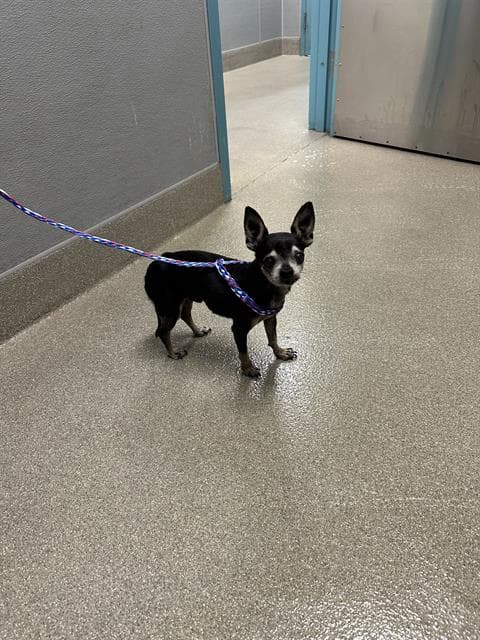 Junior - Chihuahua