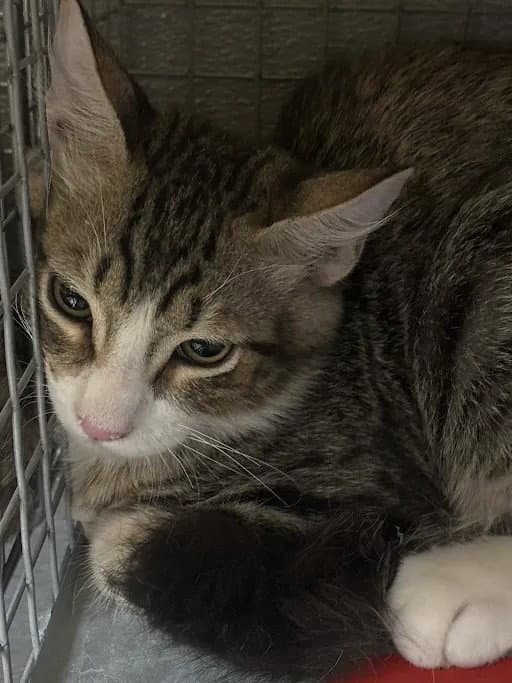 Loraz - Domestic Short Hair