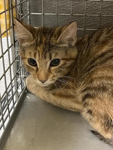 Magnolia - Domestic Short Hair