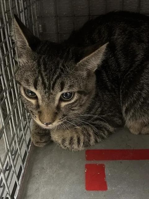 Marsery - Domestic Short Hair