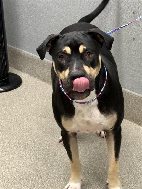 Larry - Rottweiler