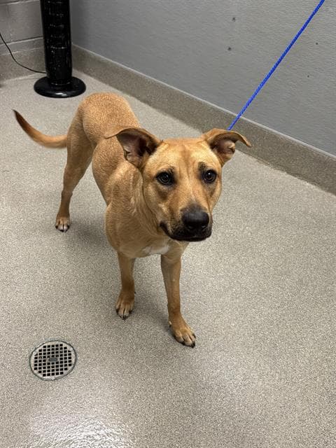 Nova - Pit Bull Terrier