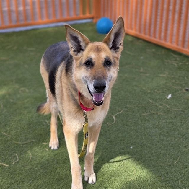 Maggie - German Shepherd Dog