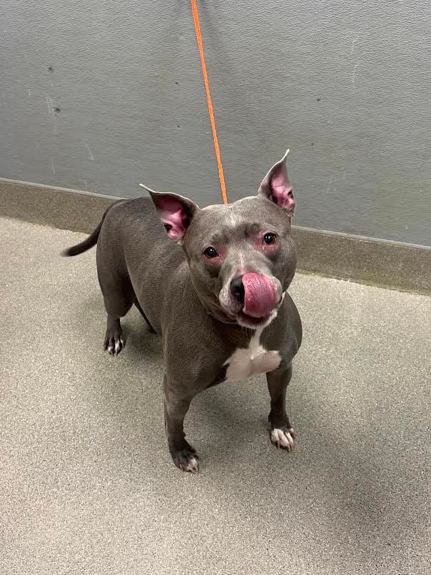 Harley - Pit Bull Terrier