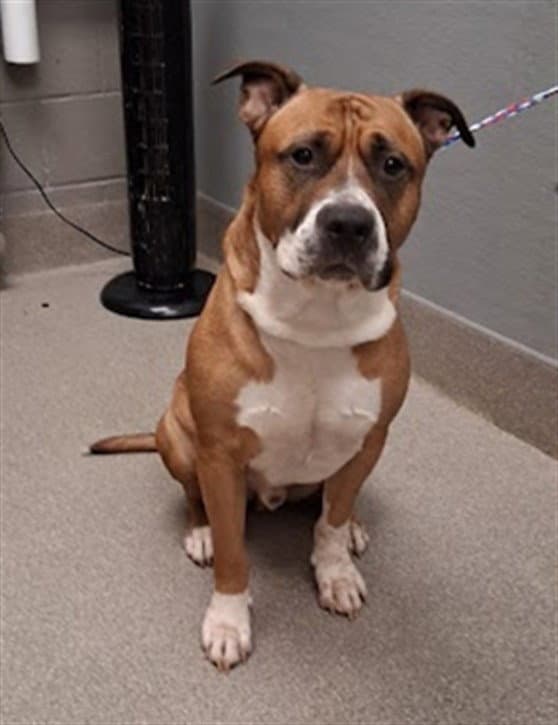 Zeus - Pit Bull Terrier