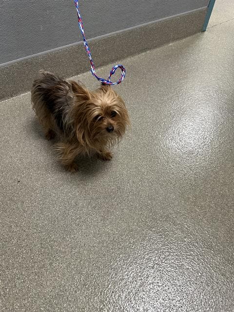 Mocha - Yorkshire Terrier Yorkie