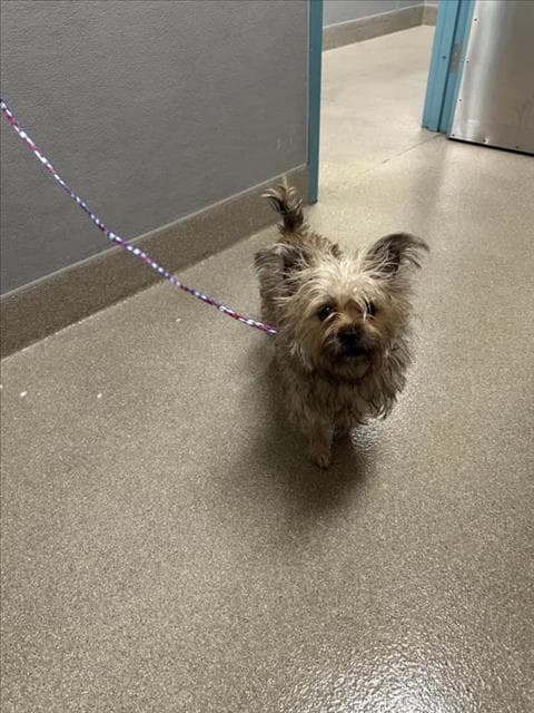 Spirit - Yorkshire Terrier Yorkie