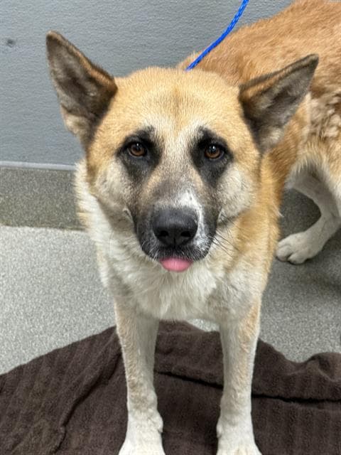 Cantoon - German Shepherd Dog