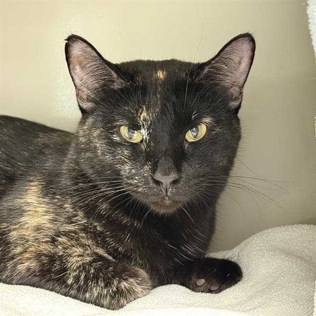 Maria - Domestic Short Hair