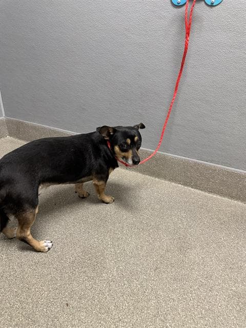 Ash - Chihuahua