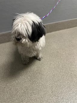 Buster image 1