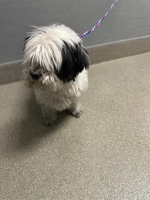 Buster - Maltese