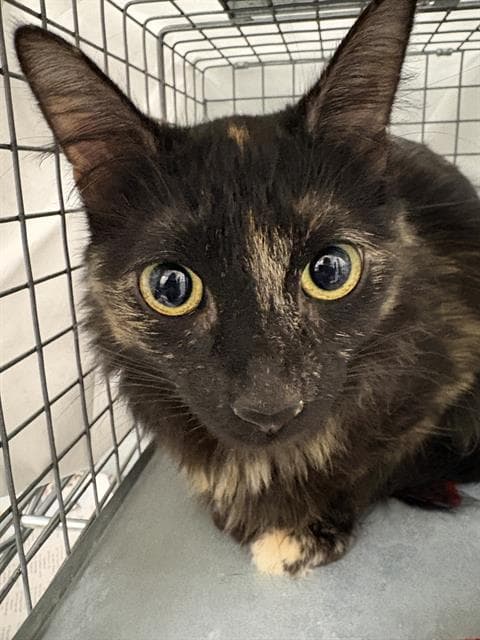 Dolly - Domestic Medium Hair