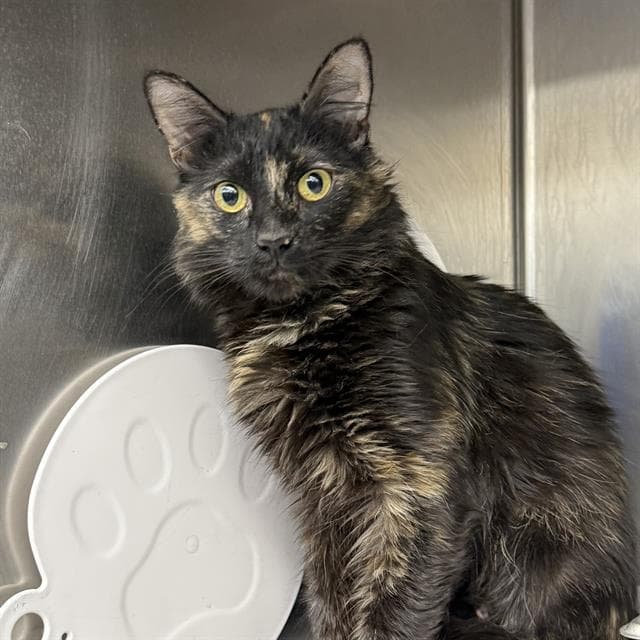 Dolly - Domestic Medium Hair