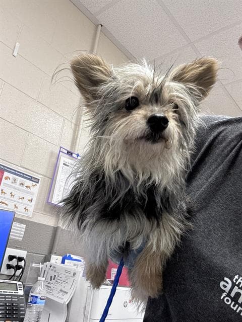 Cutie - Yorkshire Terrier Yorkie