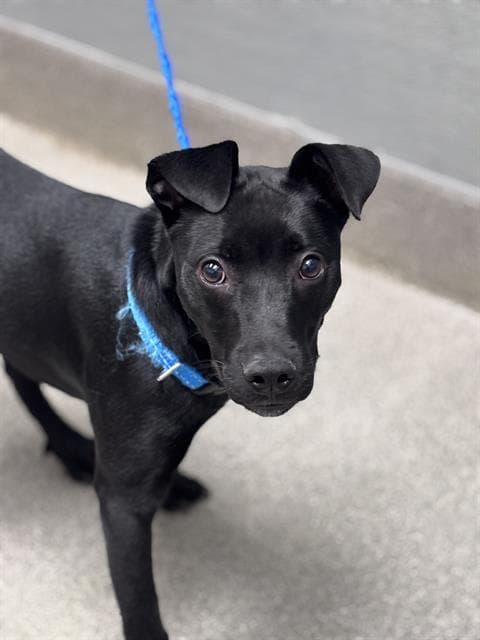 Uzi - Labrador Retriever