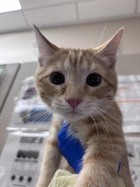 Jerry - Domestic Short Hair