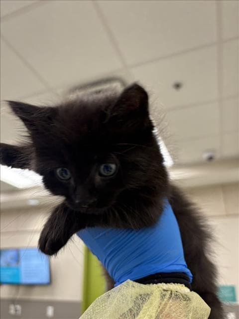 Fufu - Domestic Short Hair