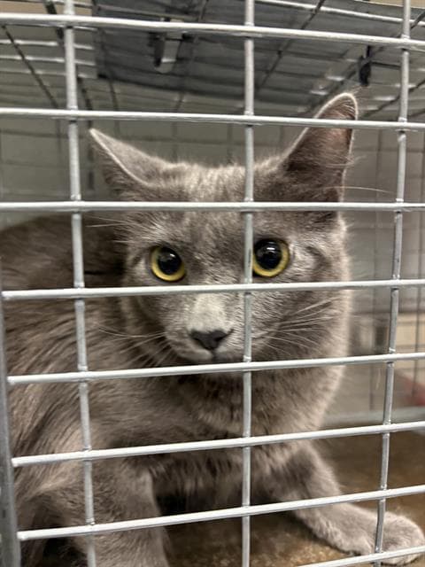 Stormy - Domestic Medium Hair