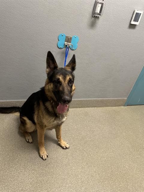 Prince - German Shepherd Dog
