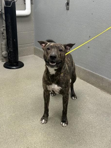 Eugene - American Pit Bull Terrier