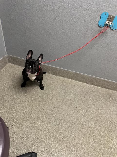 Chia - French Bulldog