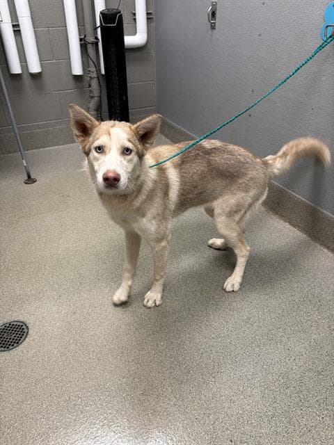 Isabelle - Siberian Husky
