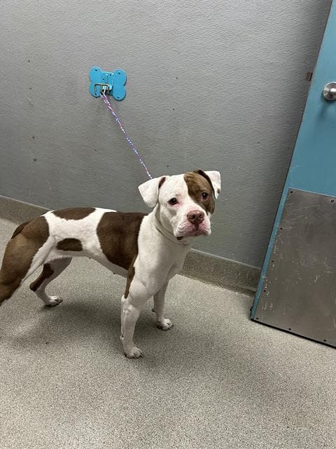Buttercup - Pit Bull Terrier