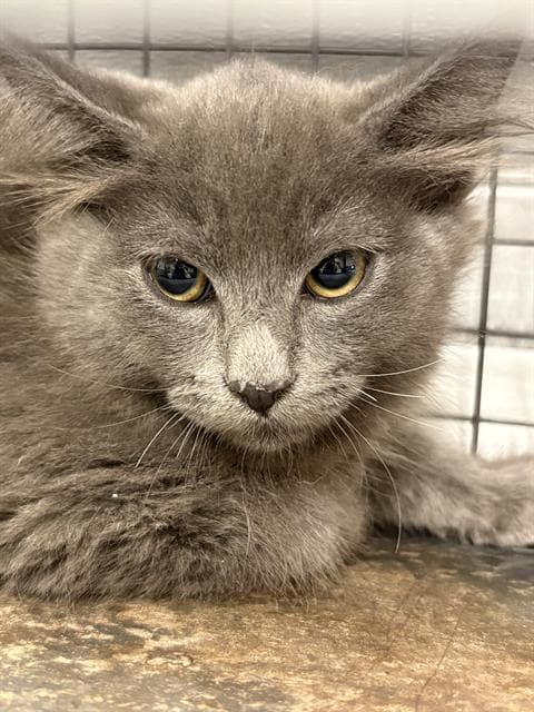 Miso - Domestic Medium Hair