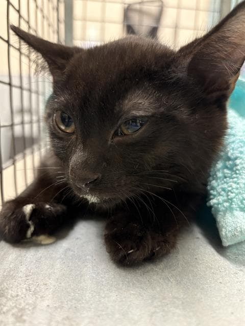 Sushi - Domestic Medium Hair