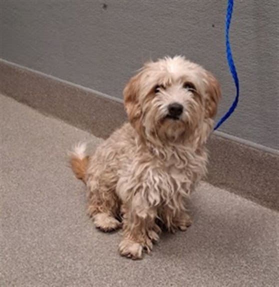 Chance - Maltese