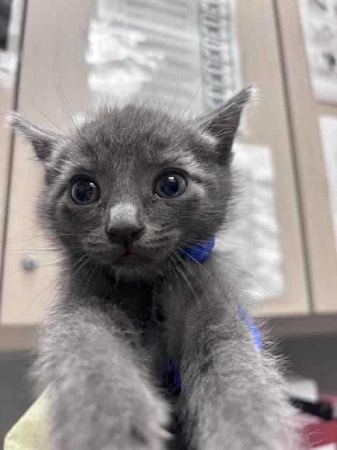 Ash - Domestic Short Hair