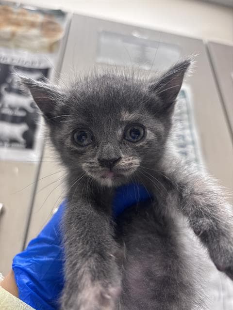 Anna - Domestic Short Hair