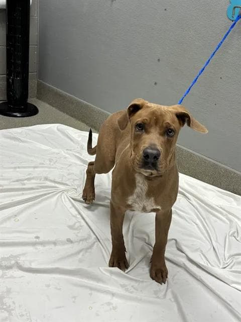 Francisco - Great Dane