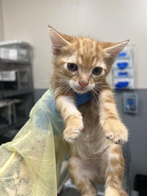 Carl - Domestic Medium Hair