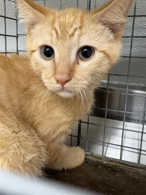 Tuna - Domestic Medium Hair