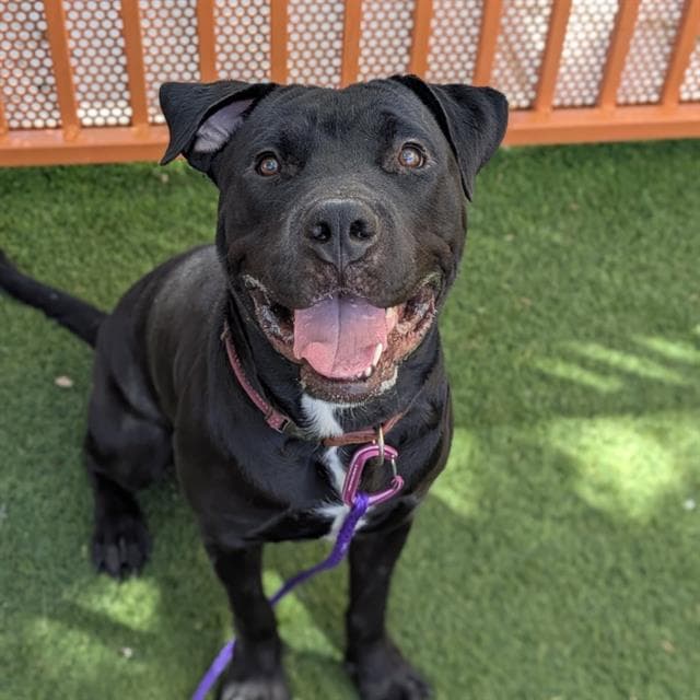 Chopper - Cane Corso Mastiff