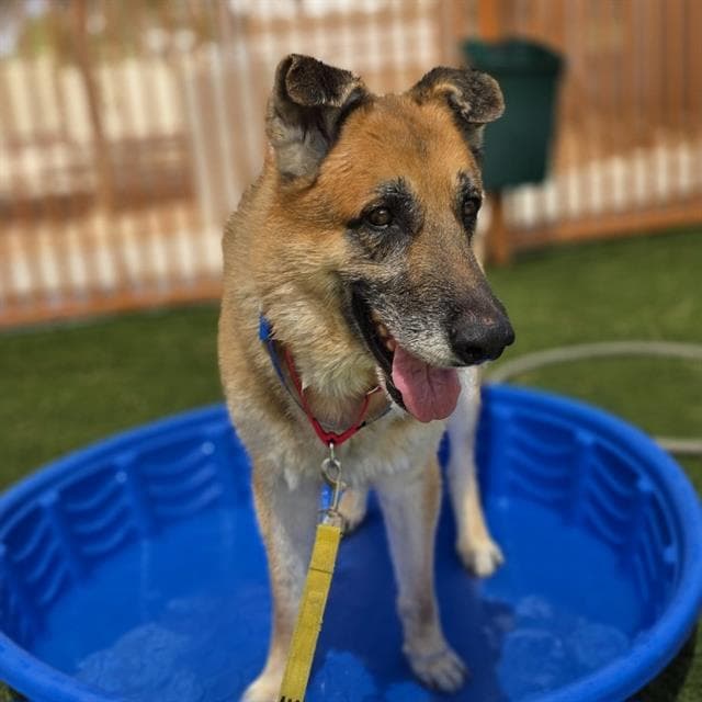 William Jr - German Shepherd Dog