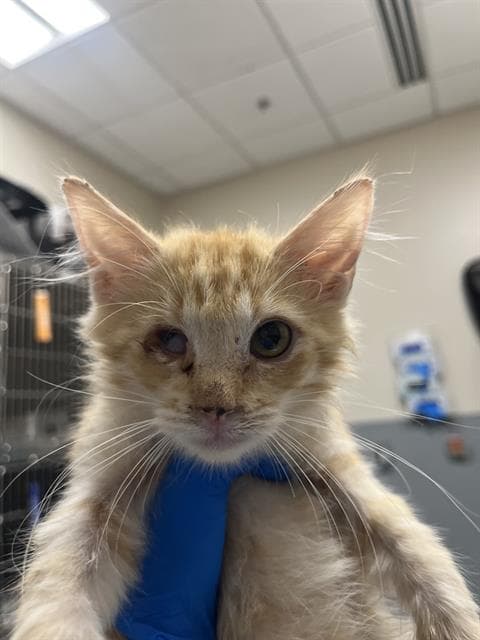 Citrus - Domestic Medium Hair