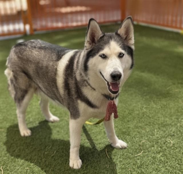 Nova - Siberian Husky