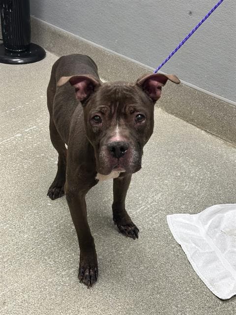 Sully - Pit Bull Terrier
