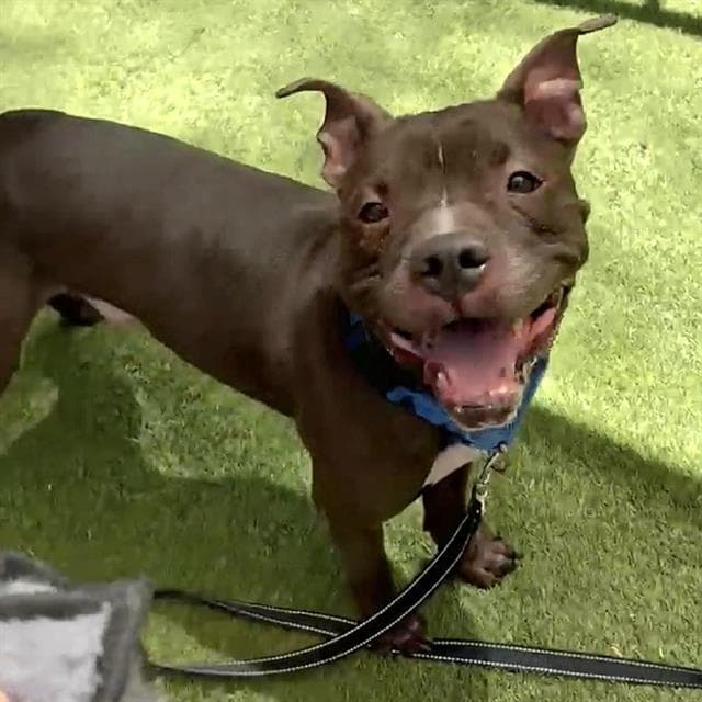 Sully - Pit Bull Terrier