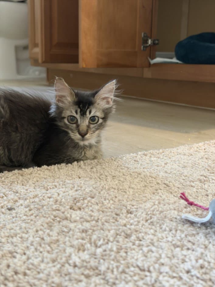Jack - Domestic Long Hair