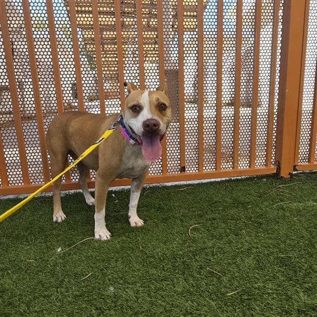 Bailey - Pit Bull Terrier