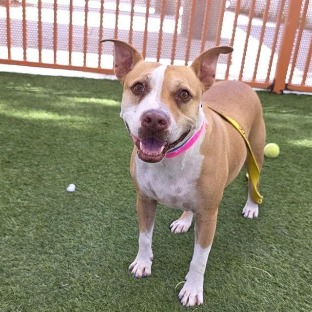 Bailey - Pit Bull Terrier